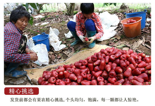 當季鮮享 海南黑珍珠蓮霧，熱帶美味直送到家