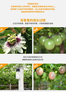 精準扶貧，果香情濃 現摘現發百香果，5斤裝新鮮直送到家