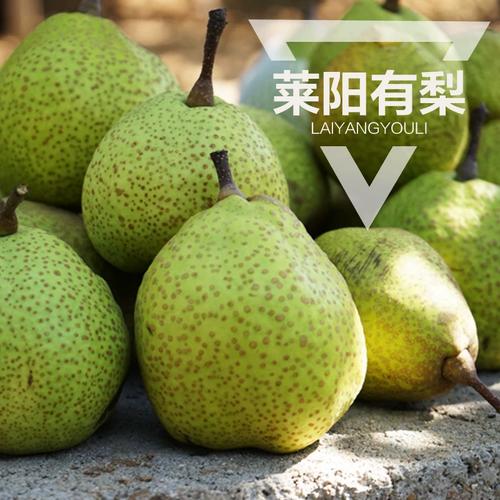 秋燥潤肺佳品 | 正宗萊陽梨 一口咬下百年貢梨的甘冽與傳承